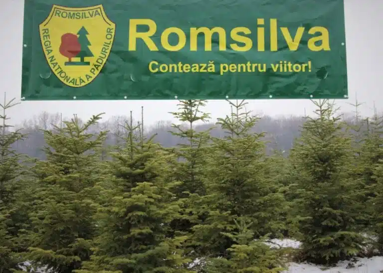 Diana Buzoianu spune că mai „e un pas” până la reorganizarea Romsilva