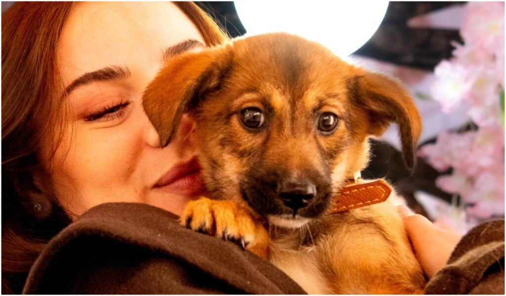 EXCLUSIV: Peste jumătate din câinii adoptați din România ajung în străinătate: Franța, Germania și Anglia, printre principalii adoptatori (VIDEO)