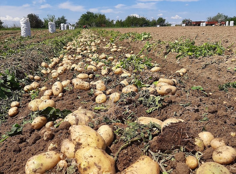 Fermierii cer ca valoarea sprijinului pentru legume și cartof să țină pasul cu scumpirile: „Nu vor să devină asistați social”