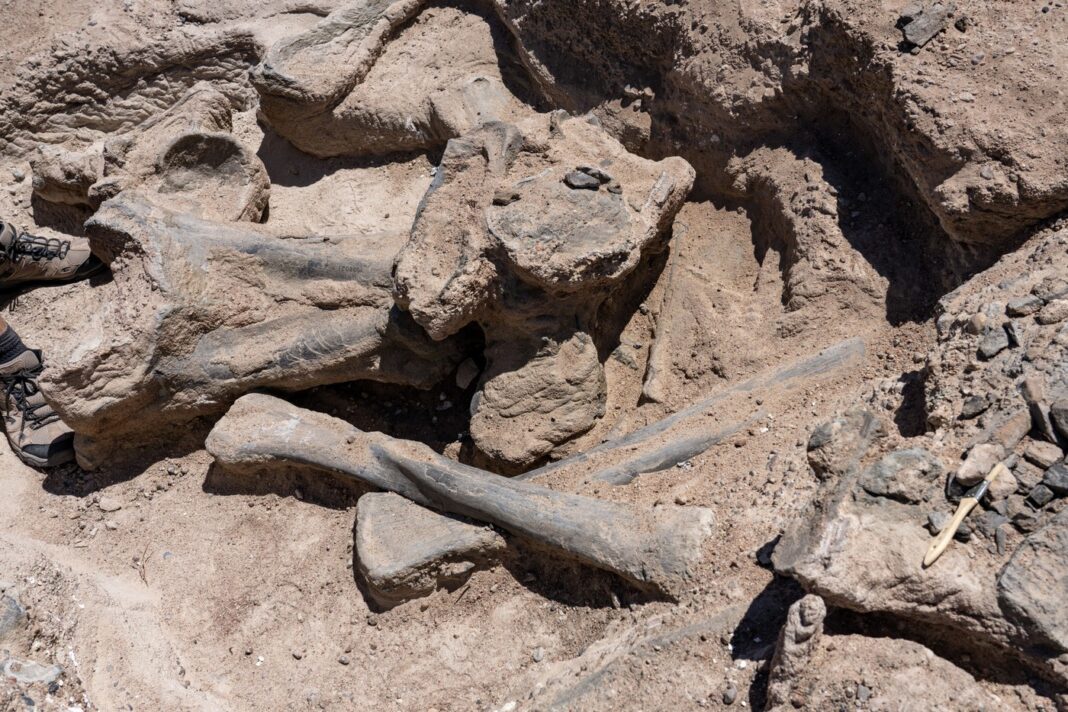 Fosilele unui mic dinozaur, descoperite în Spania, „rescriu arborele evoluţiei” speciilor