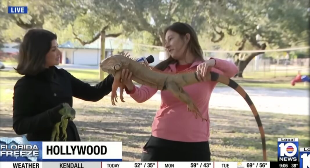 Furtună de iarnă în Statele Unite: iguanele cad din copaci în Florida, paralizate de frig