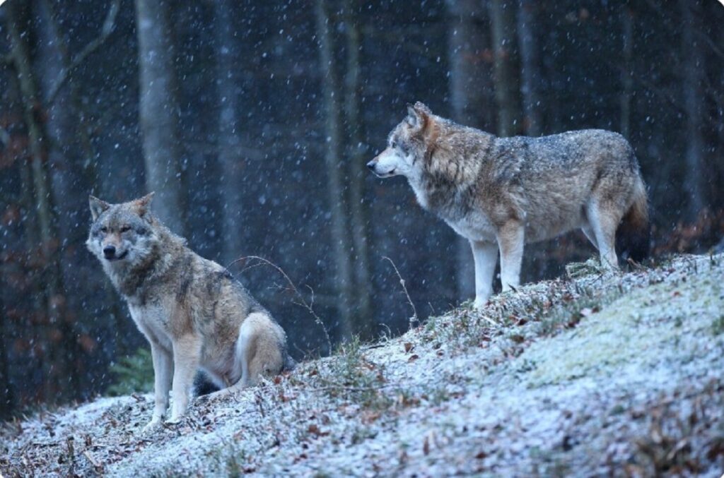 Guvernul francez a majorat cota de vânătoare la lup, la solicitarea fermierilor