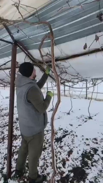 Implicațiile dezastrului de la Glodeanu Sărat. „Asigură doar serele. Iar noi am fost prea săraci să facem cu firmă autorizată”