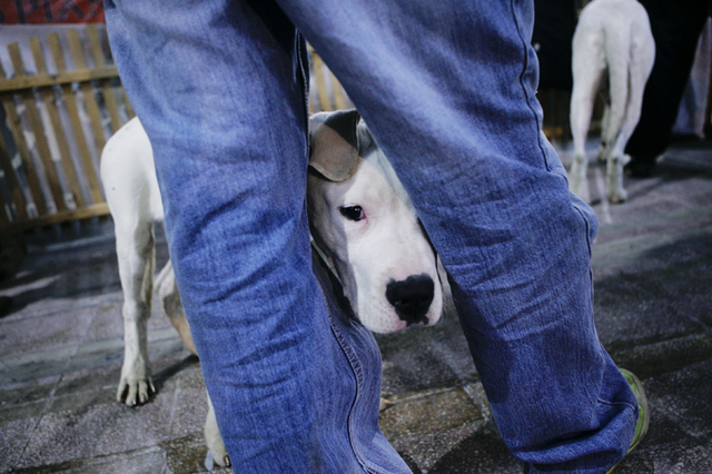 Industria veterinară la început de 2026, sub impactul reducerii finanţării la jumătate. Medicii veterinari spun că ar putea fi nevoiţi să reducă personalul, să crească preţurile sau chiar să închidă businessul. Începând cu ianuarie 2026, Guvernul a redus finanţarea pentru cabinetele veterinare de la 10.000 de lei pe lună la 5.000 de lei