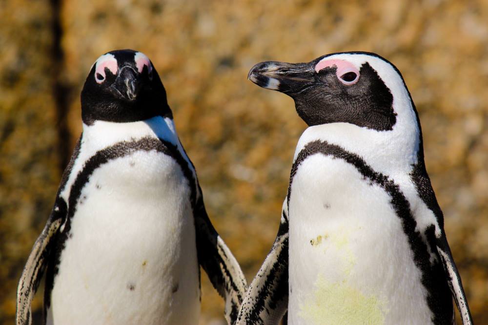 Înfometați, pinguinii africani își hrănesc puii cu pietre