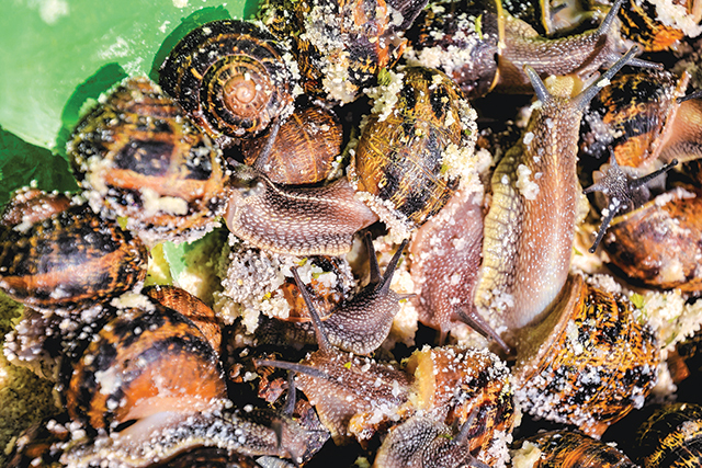 Interesant. România are excedent la carnea de melc cu 5 firme producătoare: exporturile depăşesc 20 mil. euro, fiind de patru ori mai mari decât importurile. Delicatesa locală ajunge exclusiv în Franţa