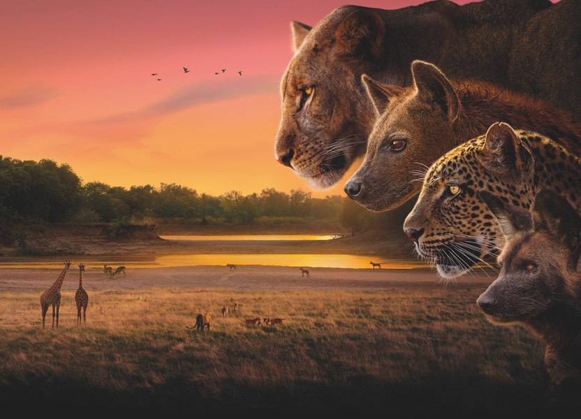 Lecția sălbăticiei după cinci ani în Africa. Producător BBC: „Mi-ar plăcea ca oamenii să aibă sprijinul pe care câinii sălbatici îl au unul față de celălalt“