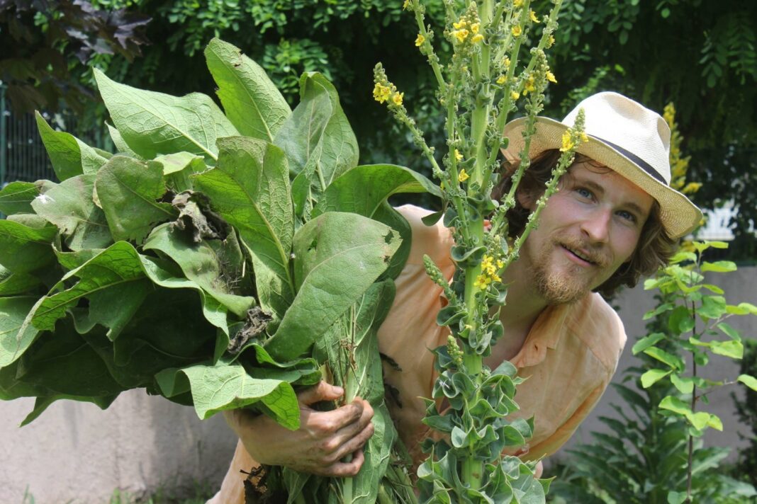 Mazărea de toamnă permite fertilizarea solului fără chimicale / Ionuț Bădică (fermier): „Cel mai important este că fixează azotul și, prin tocare, avem materie organică în sol”