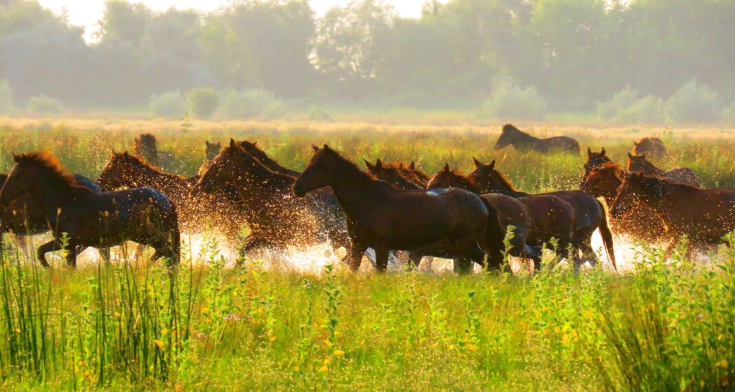 Mor caii din Delta Dunării de foame? Precizările medicului veterinar Ovidiu Roșu după semnalele de alarmă apărute online (VIDEO)