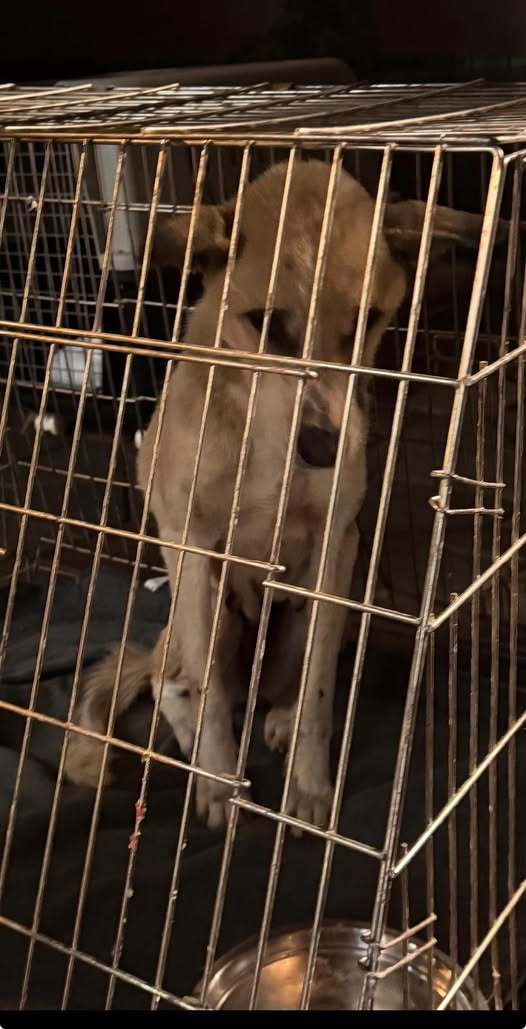 NEWS.ro: Asociaţiile de protecţia animalelor aduc acuzaţii grave la adresa autorităţilor în cazul adăpostului din judeţul Vrancea: ”Poliţia pare să protejeze lagărul de la Suraia”, ”Protejaţi monştri” / Trei persoane fizice şi firma, sub control judiciar