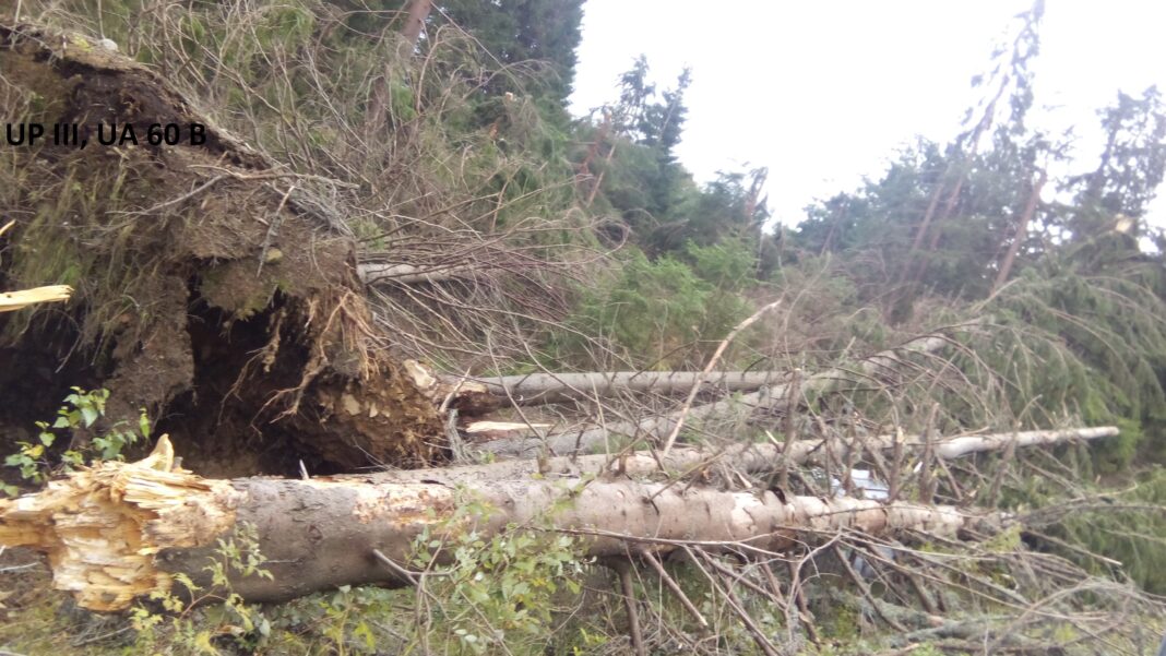 NEWS.ro: Bihor: Doi angajaţi ai unui ocol silvic şi doi de la o firmă de exploatare a lemnului, reţinuţi pentru furt de lemne / Ar fi introdus date nereale în aplicaţia SUMAL 2.0