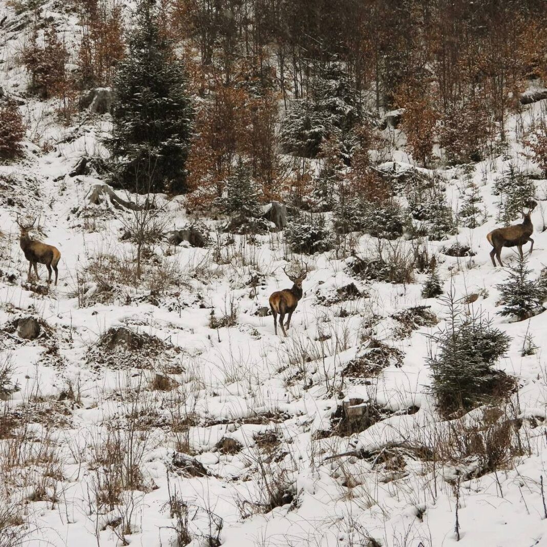 NEWS.ro: Capre negre şi un urs, surprinse în imagini pe culmile înzăpezite ale Masivului Giumalău - FOTO