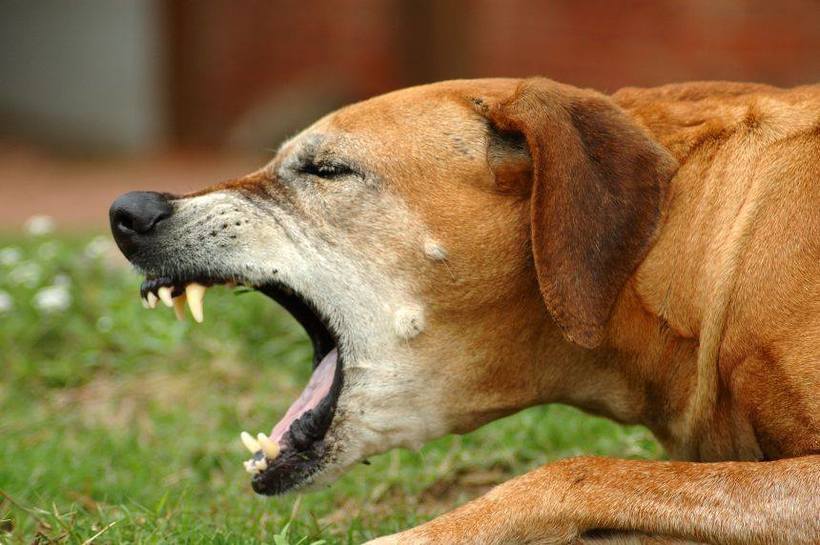 NEWS.ro: Caz de rabie la un câine depistat într-un complex de blocuri din municipiul Iaşi. Câinele, care devenise agresiv, a fost ridicat de hingheri, dar a murit ulterior / Măsuri luate de autorităţile ieşene