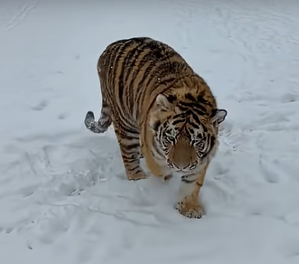 NEWS.ro: Dâmboviţa: Tigru siberian, filmat într-o menajerie din localitatea Picior de Munte. Autorităţile au făcut verificări, au dat amenzi şi au deschis dosar penal, însă grădina zoo ilegală continuă să existe - VIDEO