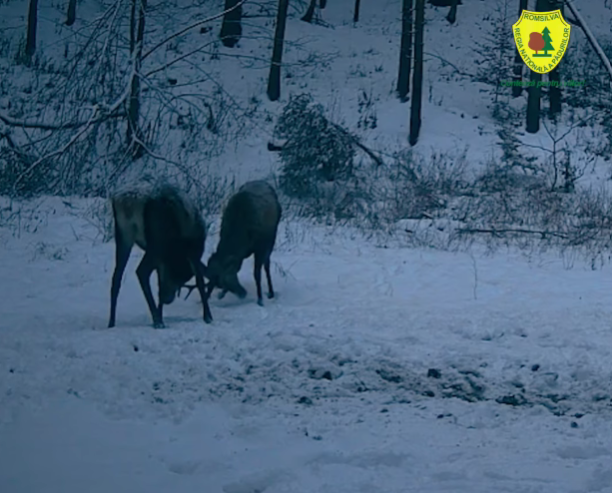 NEWS.ro: Doi cerbi tineri, filmaţi când îşi încearcă forţa coarnelor într-o pădure administrată de Ocolul Silvic Mălini – VIDEO