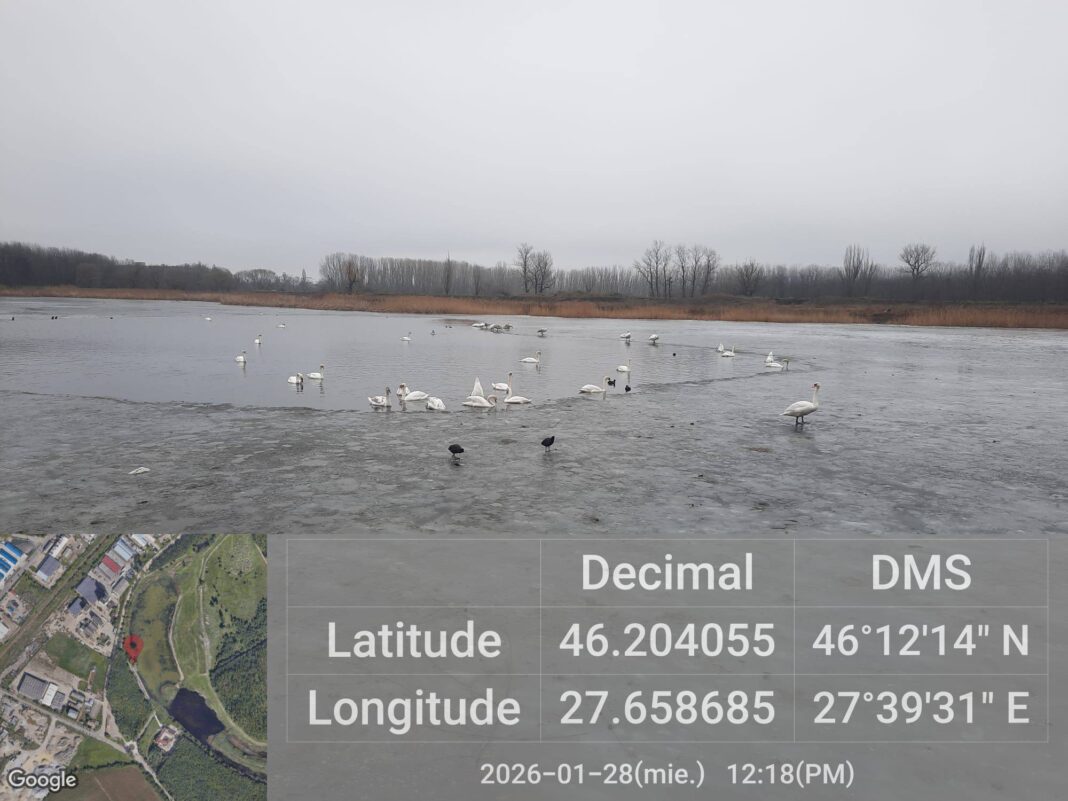 NEWS.ro: Focar de gripă aviară în Bârlad / Patru lebede au fost găsite moarte pe un lac - FOTO