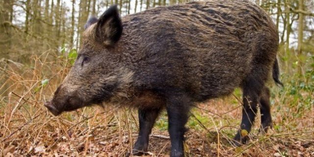 NEWS.ro: Pestă porcină africană, depistată la un porc mistreţ, pe un fond de vânătoare din Timiş
