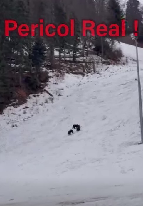 NEWS.ro: Ursoaică şi pui, în zona pârtiei Lupului din Poiana Braşov/ Recomandările jandarmilor - VIDEO