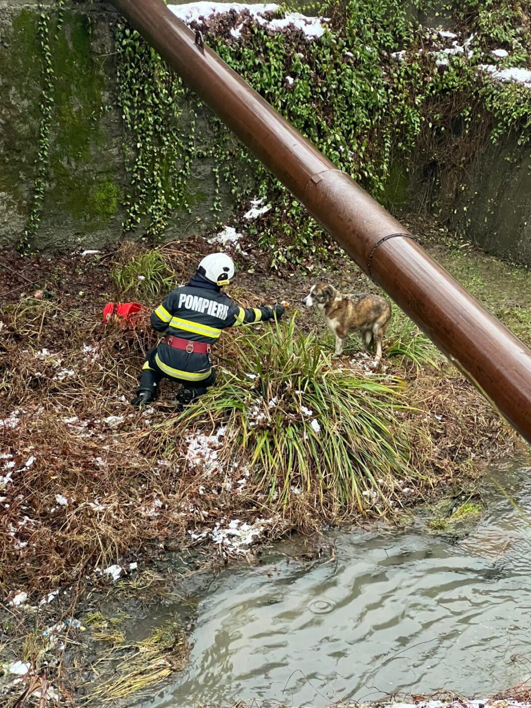 NEWS.ro: Vâlcea: Intervenţie a pompierilor pentru a salva un câine blocat sub un pod şi înconjurat de apă - FOTO