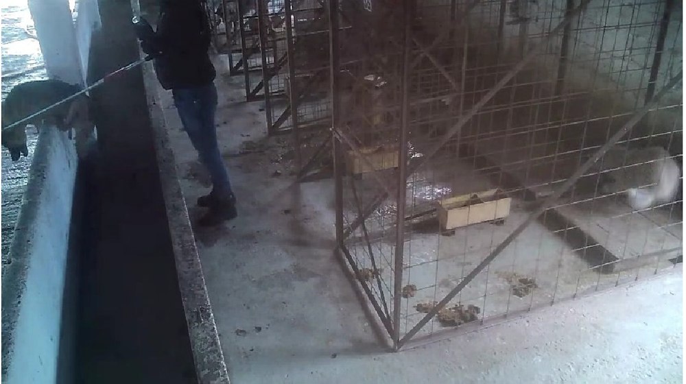 Primele măsuri după ancheta din Vrancea, la  adăpostul de câini, unde animalele erau maltratate și eutanasiate. Trei persoane sunt cercetate