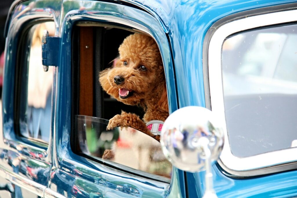 Reguli noi pentru călătoria cu animalele de companie în Europa. Legea se aplică din 22 aprilie 2026