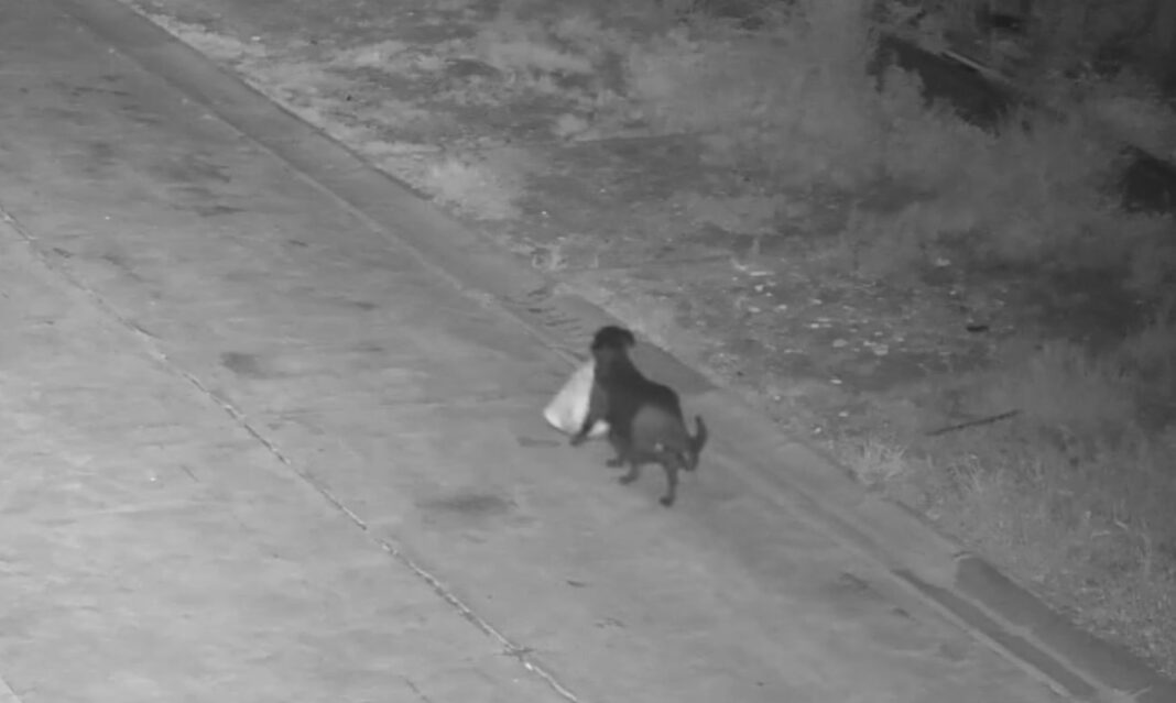 VIDEO Un italian din Catania și-a antrenat câinele să-i arunce gunoiul într-o groapă ilegală / Animalul a fost surprins de camerele primăriei / ”Ingeniozitatea nu poate fi niciodată o scuză pentru lipsa bunului simț”