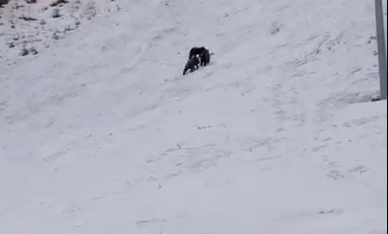 VIDEO Usoaică cu pui pe o pârtie din Poiana Brașov / Recomandările jandarmilor montani