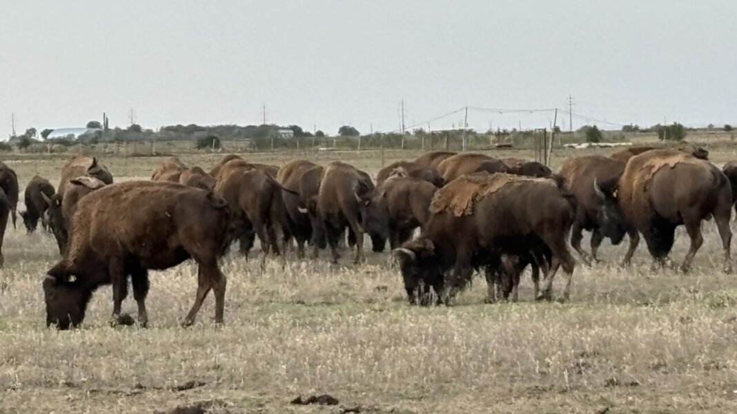 Zeci de cadavre de bizoni, căprioare și cerbi descoperite la ferma din comuna clujeană Recea Cristur / Animalele ar fi murit din cauza subnutriției