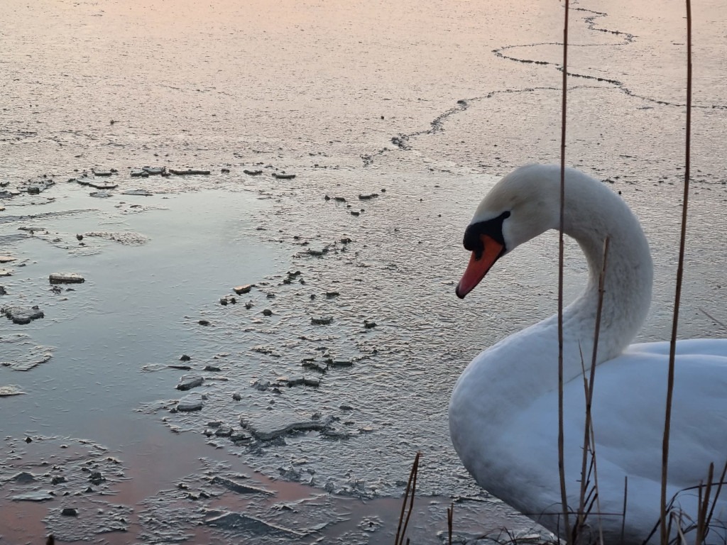 Zeci de lebede care iernează pe malul Prutului, hrănite de localnici cu boabe de porumb