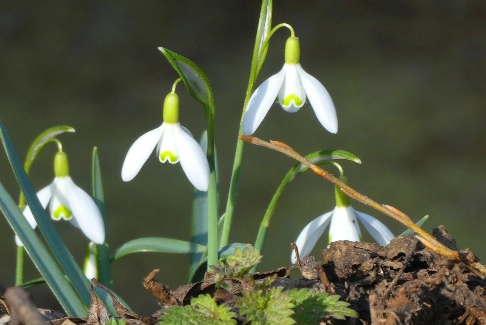 Administraţia Parcului Naţional Munţii Măcinului a primit prima sesizare din 2026 ce privește ruperea de ghiocei protejaţi / Amenda e de până la 10.000 lei