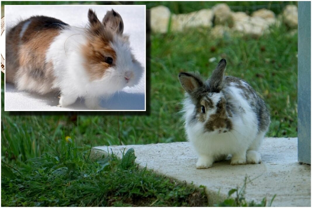 Apel pentru părinți înainte de Paște, după ce mai mulți iepurași au fost găsiți abandonați lângă tomberoane: „Nu sunt jucării!”