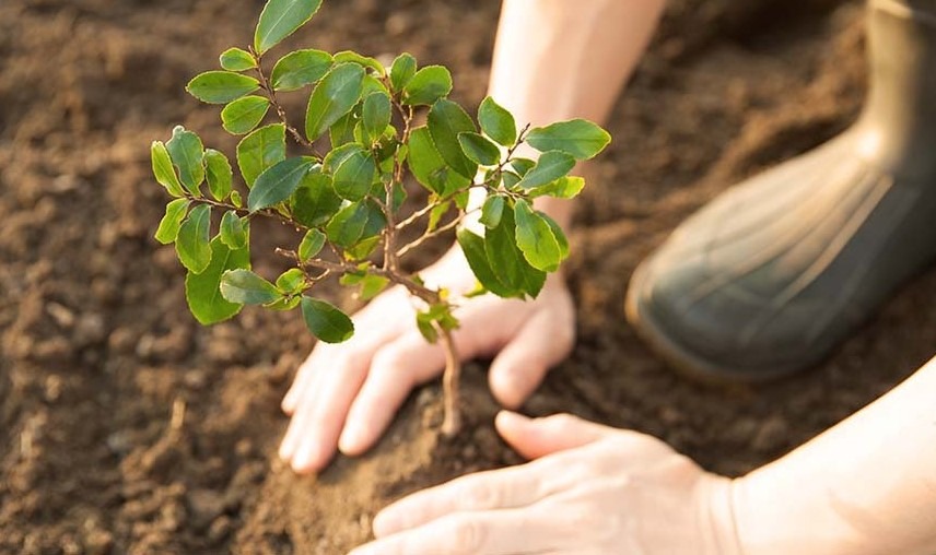 Aproape 200.000 de arbori şi arbuşti, plantaţi în Galați cu finanţare prin PNRR