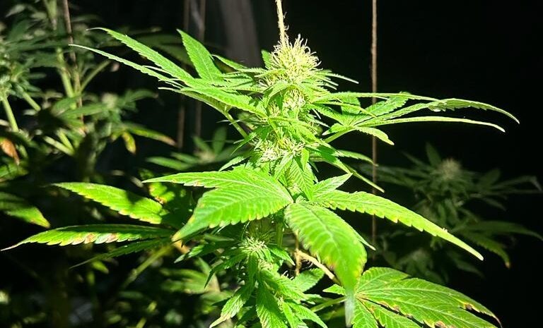 Canabisul prezintă puţine beneficii în cazul majorităţii tulburărilor mintale, arată o analiză a mai multor studii anterioare