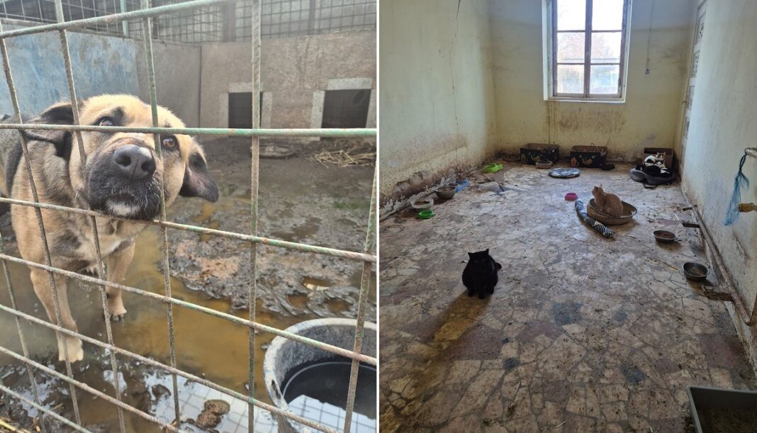 Criza de la adăpostul Uzunu: 246 de câini așteaptă salvarea, ONG-urile pot începe preluarea