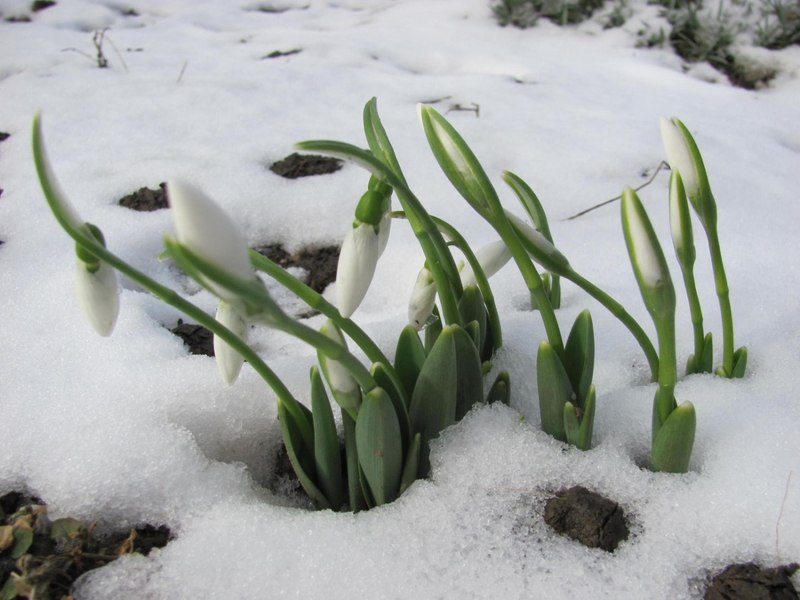 Cum se alege baba de martie. Legendele din spatele tradiției