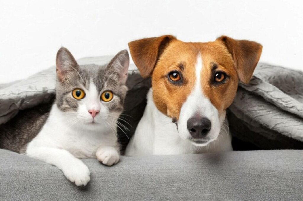 De ce câinii sar mereu în ajutor, iar pisicile stau doar și privesc / Ce spun specialiștii despre comportamentul lor