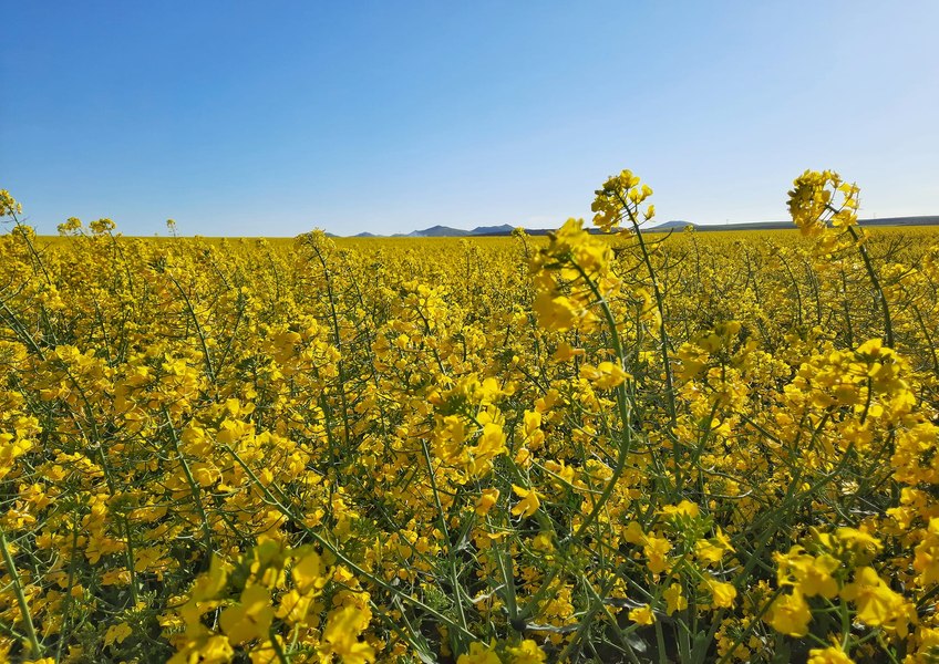 De ce culturile de rapiță devin un pilon strategic al agriculturii ucrainene: rol esențial în producția de ulei alimentar și a combustibililor alternativ