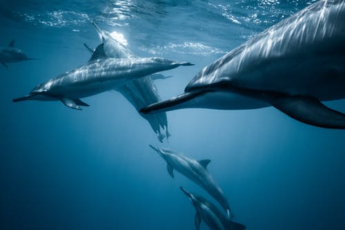 Delfinii dispar din Marea Neagră pe fondul războiului din Ucraina / Ecosistemul, tot mai afectat, avertizează cercetătorii