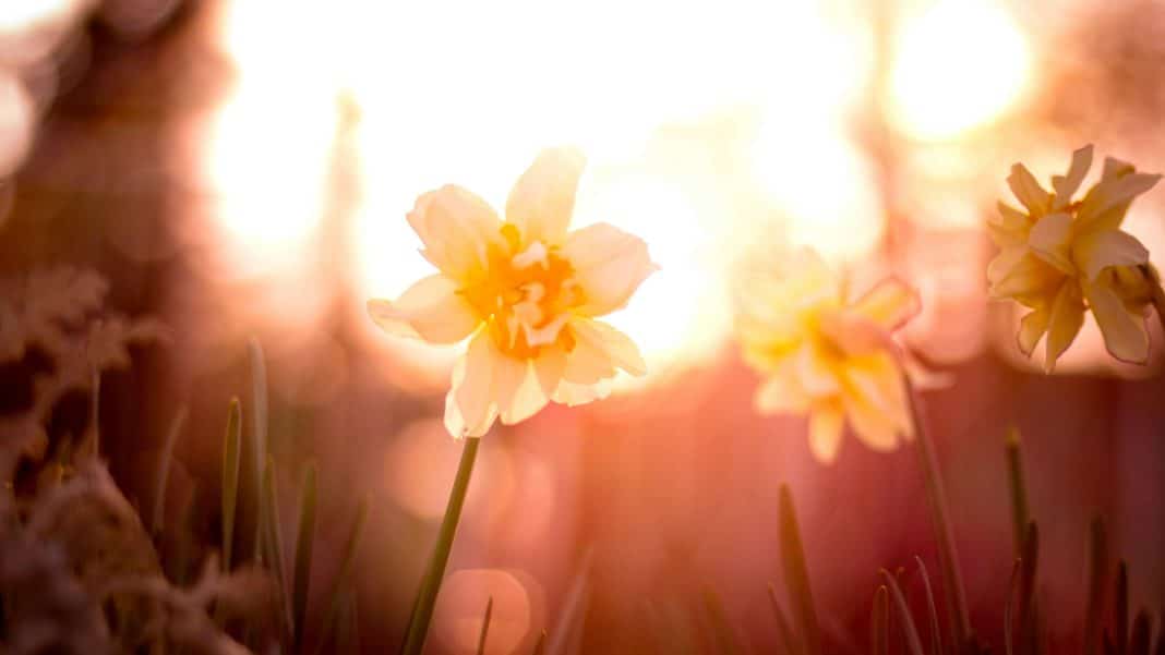 Echinocțiul de primăvară 2026: momentul când Soarele marchează începutul primăverii astronomice