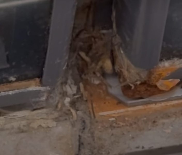 Fostul șef ANPC, imagini șocante dintr-un magazin din Franța. „Pentru ei funcționează alte reguli”