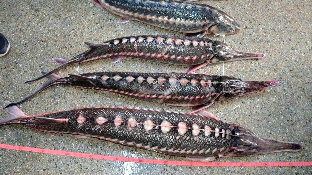 Icre negre și zeci de kilograme de sturion găsite la braconieri în județul Ialomița / 15 kg de icre negre valorează 150 de mii de lei
