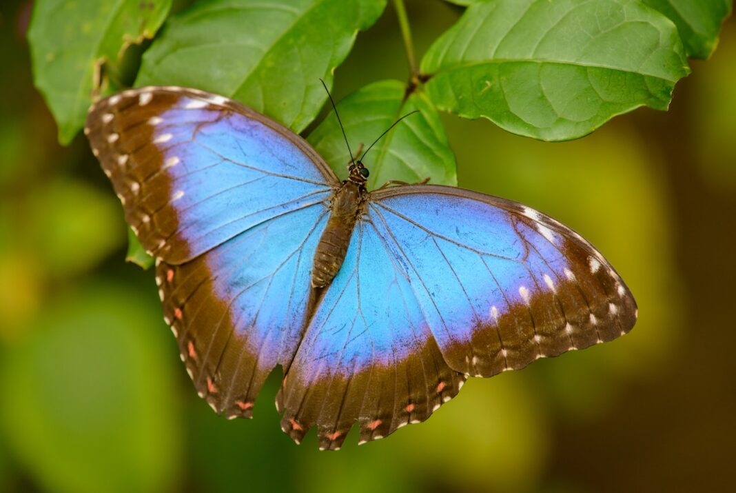 Insectele tropicale sunt deja aproape de limita lor de toleranță la căldură / Oamenii de știință: „Ele nu se pot adapta, vor exista consecințe grave”