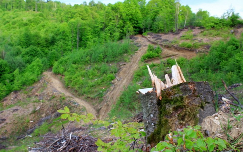 Intră în vigoare noile reguli de marcare a arborilor, după scandalul pădurilor tăiate ilegal. Ce se va întâmpla în zonele-pilot