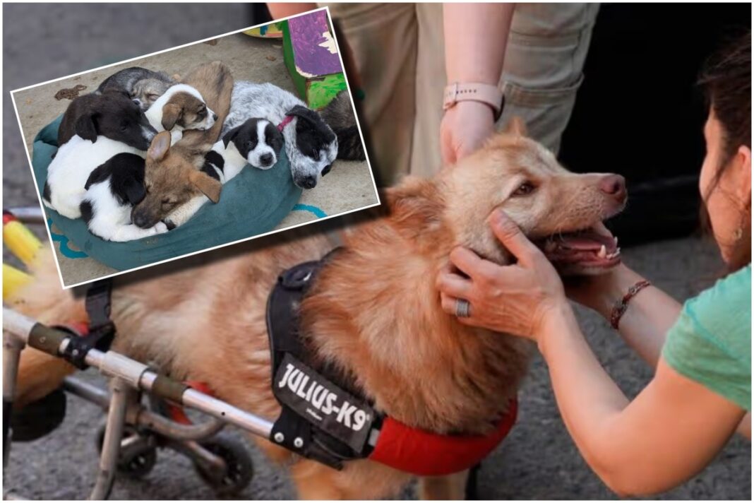 Iubitori de animale din Marea Britanie, în România. Ce au găsit la București, după regulile impuse de guvernul de la Londra privind importurile de câini