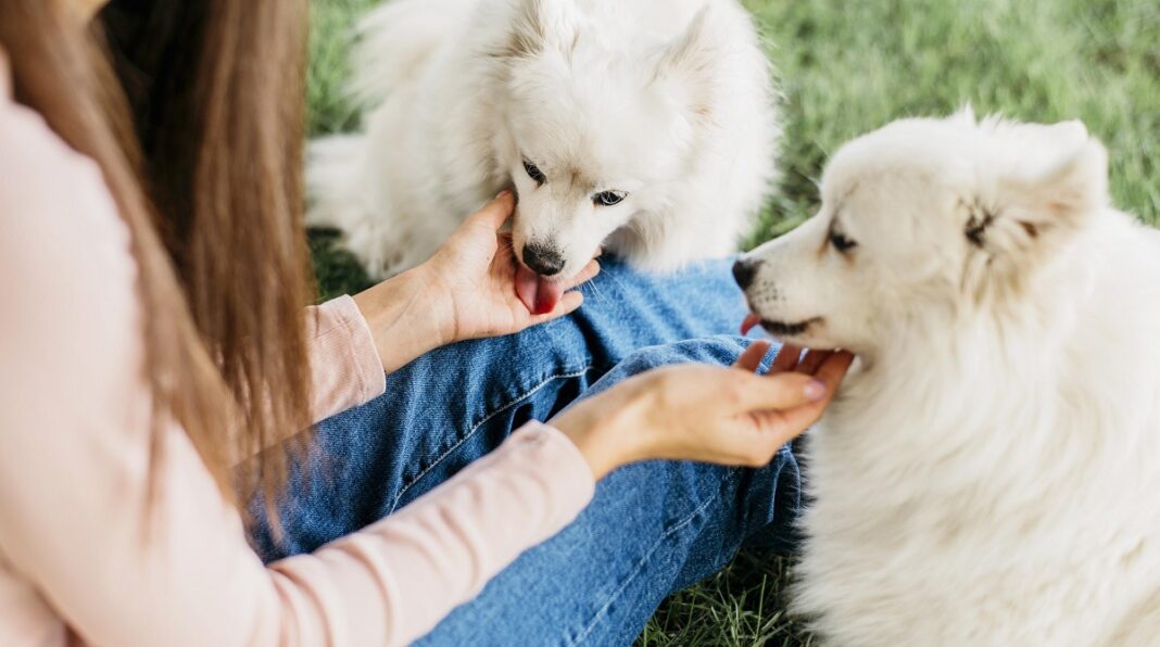 Legea din România pe care foarte mulți stăpâni de animale nu o respectă. Inclusiv polițiștii o ignoră