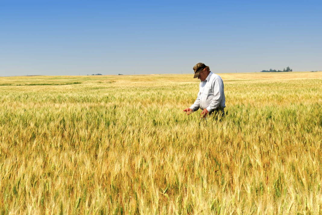 Motorina scumpă lovește agricultura / Fermierii vorbesc despre costuri tot mai greu de dus: „Am cumpărat motorină pe credit”