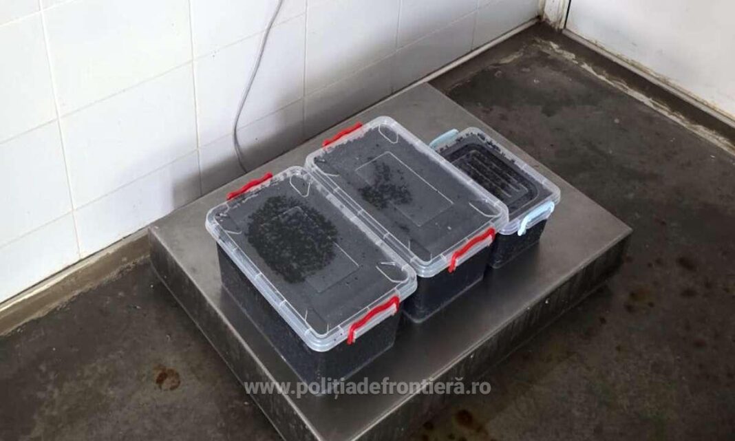NEWS.ro: Constanţa: Femeie care încerca să vândă 19 kilograme de icre negre, prinsă de poliţiştii de frontieră/ Doi bărbaţi care deţineau marfa, cercetaţi la rândul lor