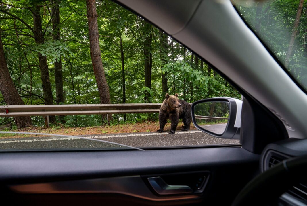 NEWS.ro: Mircea Fechet: Viaţa omului are prioritate. Nu voi vota, însă, niciodată o lege care dă liber la împuşcarea a sute de exemplare de urs brun şi care ambalează vânătoarea de trofeu în ”siguranţă publică” / În teren, mai multe împuşcări = mai puţin control