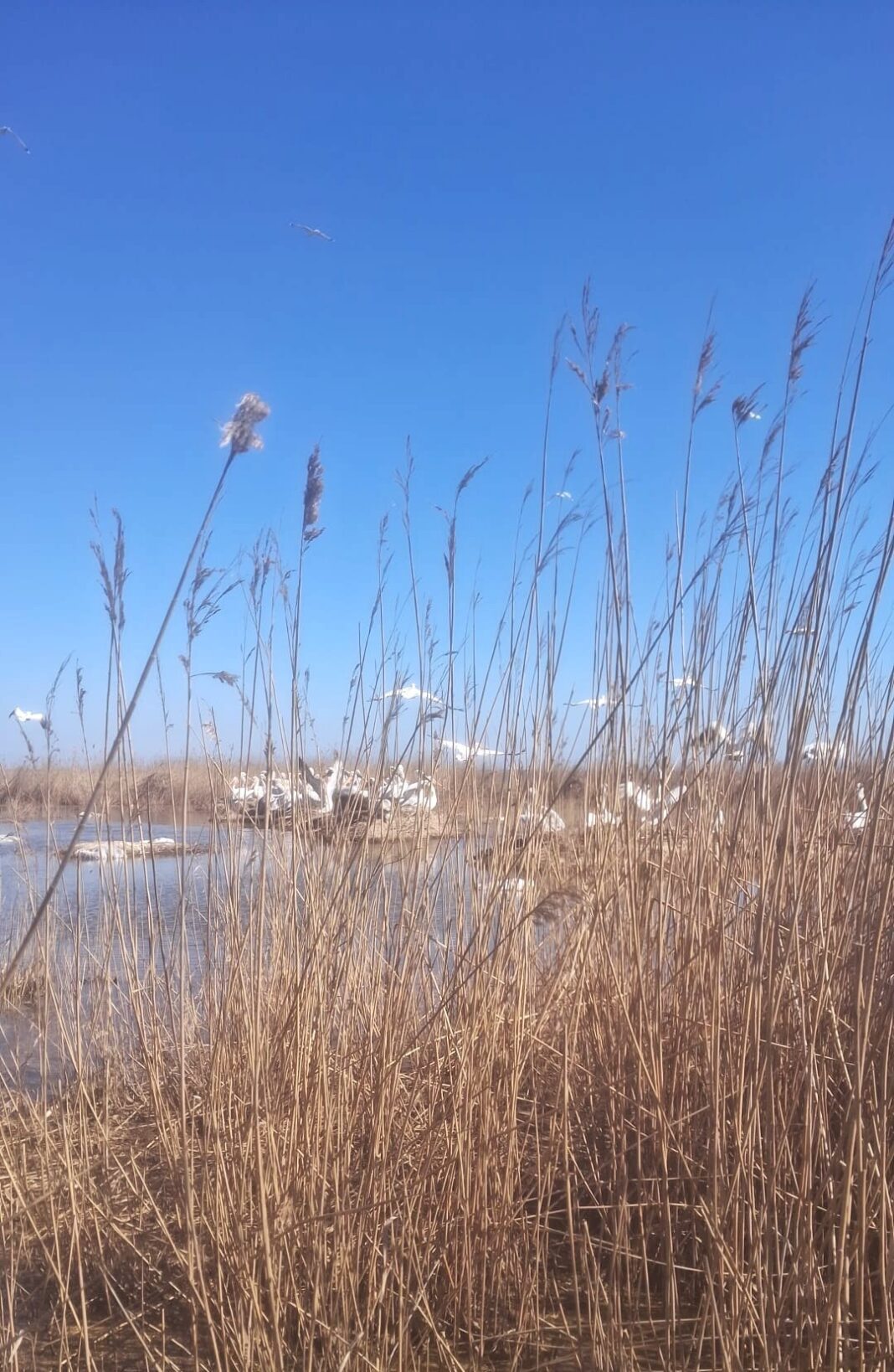 NEWS.ro: Nouă generaţie de pelican creţ, în Delta Dunării / Zeci de cuiburi cu ouă, monitorizate de specialişti / Specia, periclitată la nivel mondial, protejată în zonele protejate - FOTO