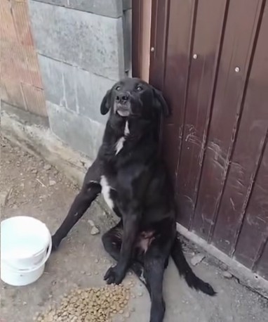 NEWS.ro: O asociaţie din judeţul Alba prezintă cazul unui câine bătut până la paralizie /Autorii ar fi stăpânul patrupedului şi copii săi/ Val de reacţii prin care se cere pedepsirea vinovaţilor - VIDEO